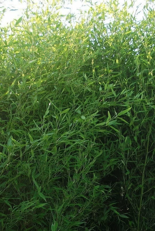 Bambusa Bissetii