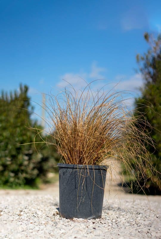 Carex Testacea