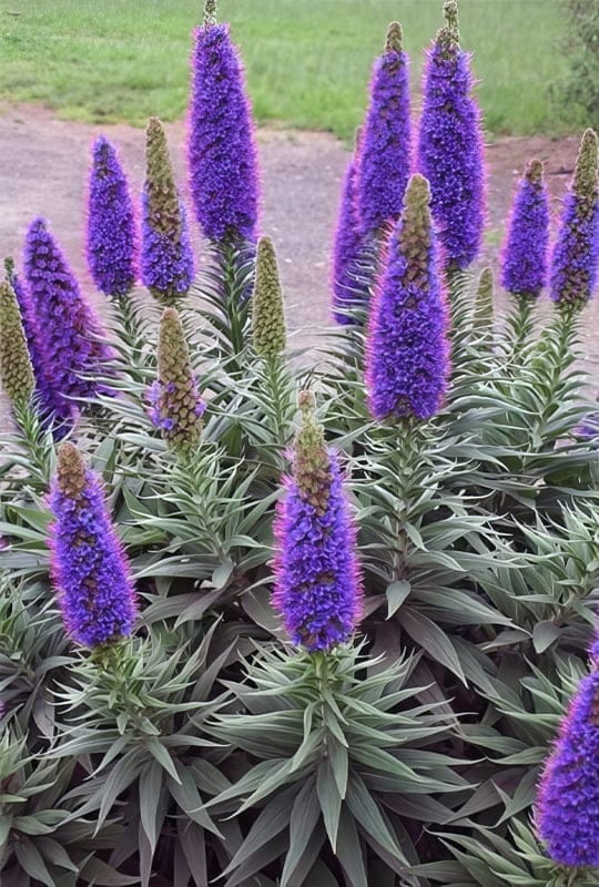 Echium Fastuosum