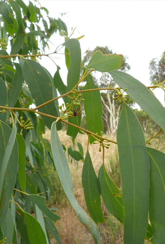 Eucalyptus Globulus
