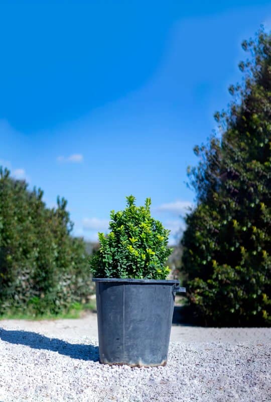 Euonymus japonicus ‘Green spider’