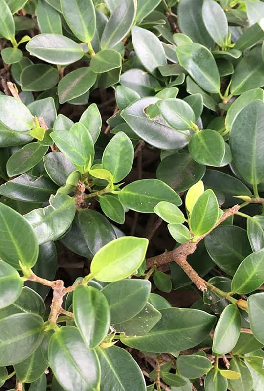 Ficus Panda