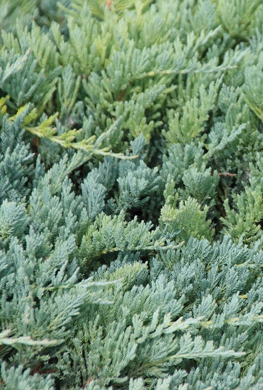 Juniperus Horizontalis