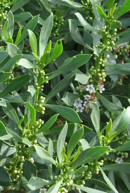 Myoporum Insular