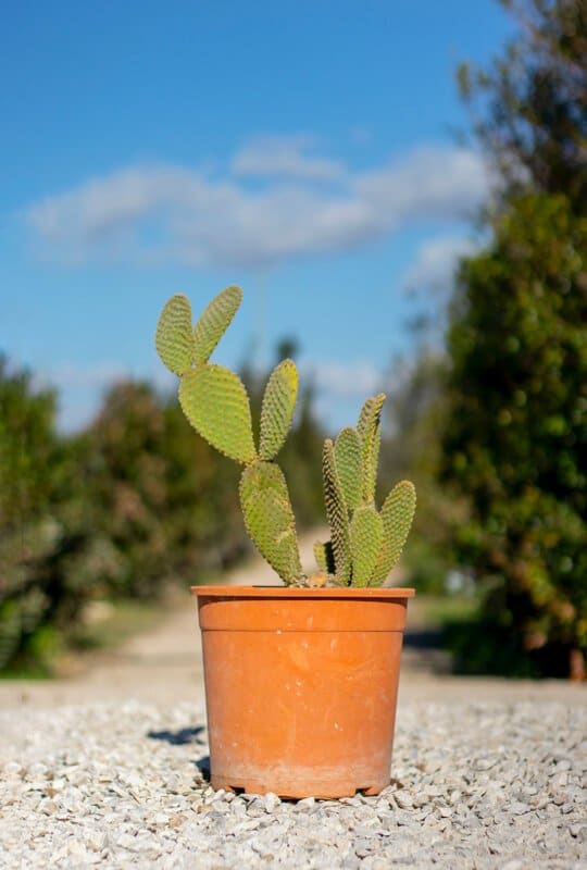 Opuntia microdasys