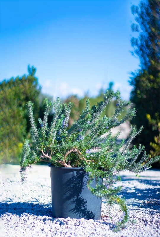 Rosmarinus repens
