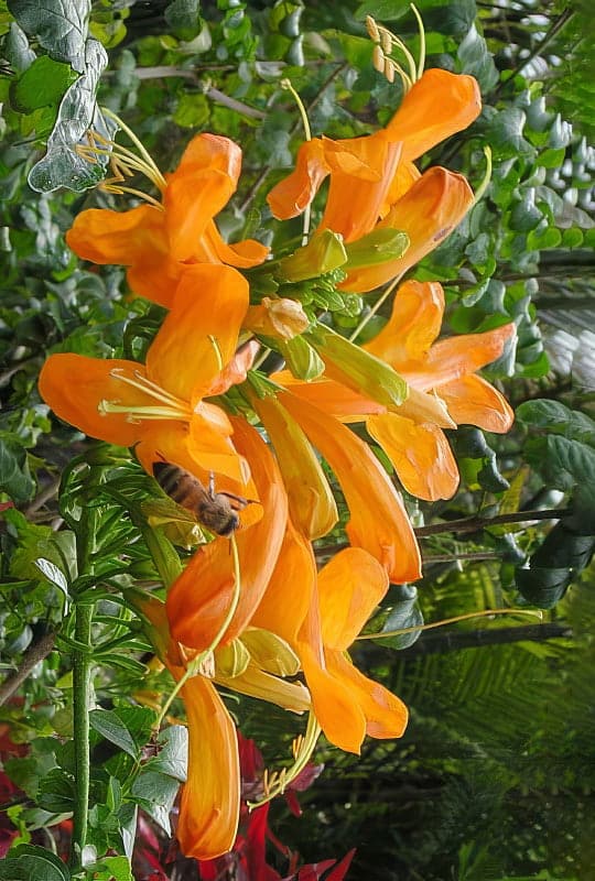 Tecoma capensis ‘Orange’