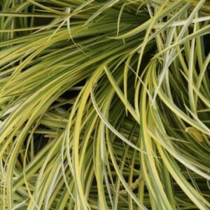 Acorus gramineus ‘Ogon’