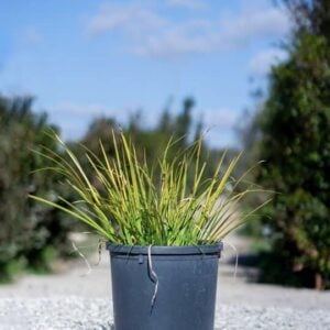 Acorus gramineus ‘Ogon’