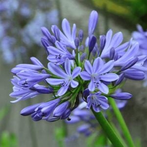 Agapanthus Africanus