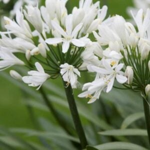 Agapanthus Africanus