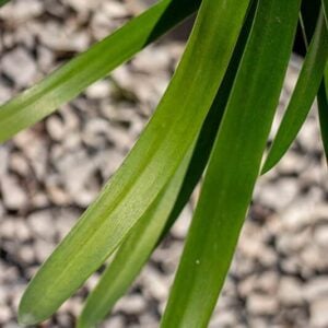 Agapanthus praecox
