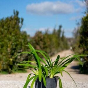 Agapanthus praecox