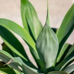 Agave attenuata