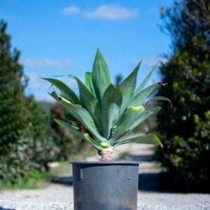 Agave attenuata