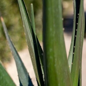 Aloes barberae