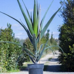 Aloes barberae