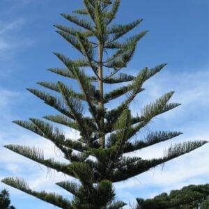 Araucaria excelsa