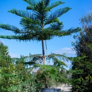 Araucaria excelsa