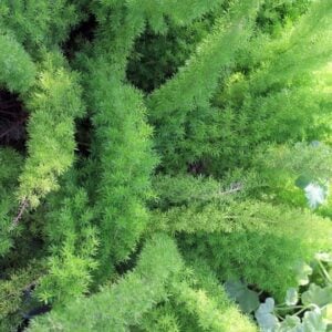 Asparagus meyery