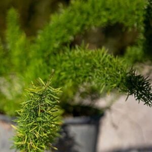 Asparagus meyery