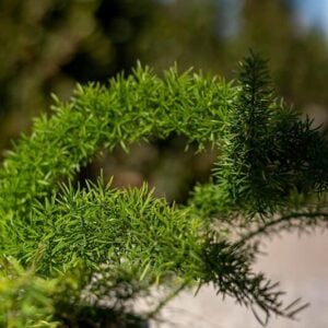 Asparagus meyery