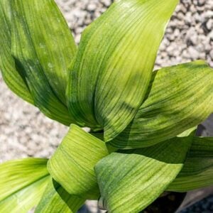 Aspidistra elatior
