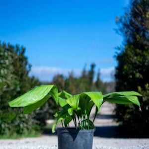 Aspidistra elatior