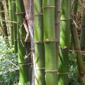 Bambusa vulgaris
