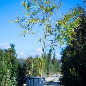 Bambusa vulgaris