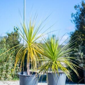 Baucarnea recurvata