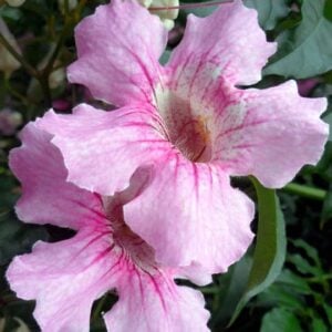 Bignonia contessa ‘Sara’