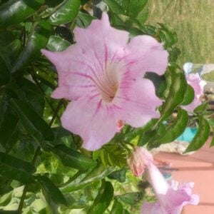 Bignonia contessa ‘Sara’