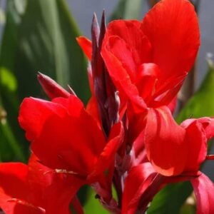 Canna indica