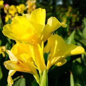 Canna indica