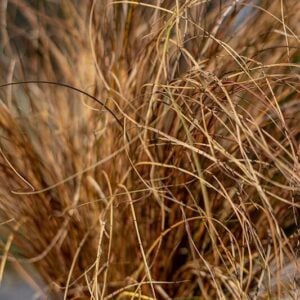 Carex Testacea