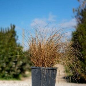 Carex Testacea