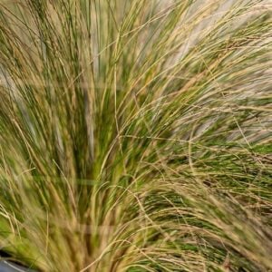 Carex comans