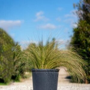 Carex comans