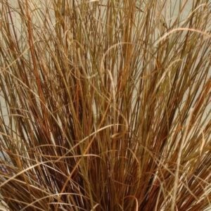 Carex Mix