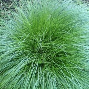 Carex Mix