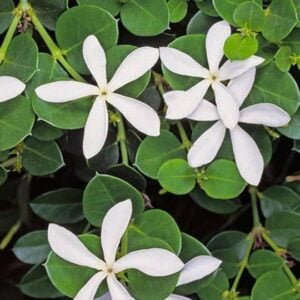 Carissa macrocarpa