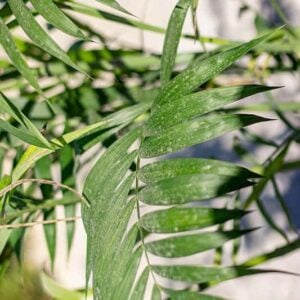 Chamaedorea seifrizii