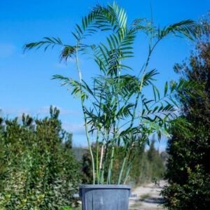 Chamaedorea seifrizii