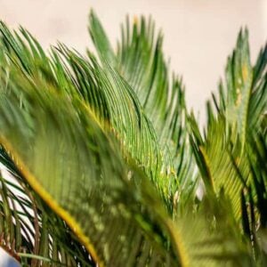 Cycas revoluta