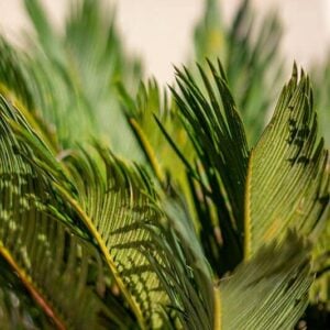 Cycas revoluta
