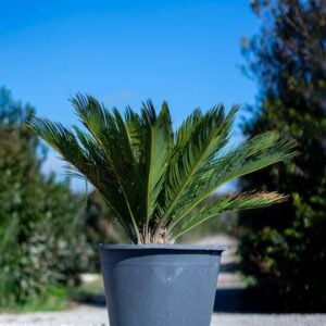 Cycas revoluta