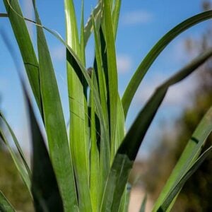  Dracena drago