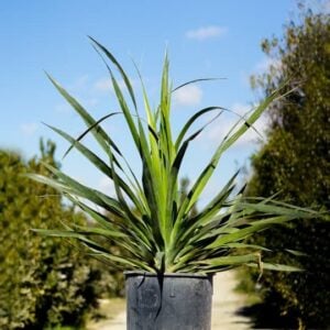  Dracena drago
