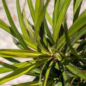 Dracena marginata